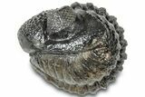 Wide, Enrolled Pedinopariops Trilobite #310763-2